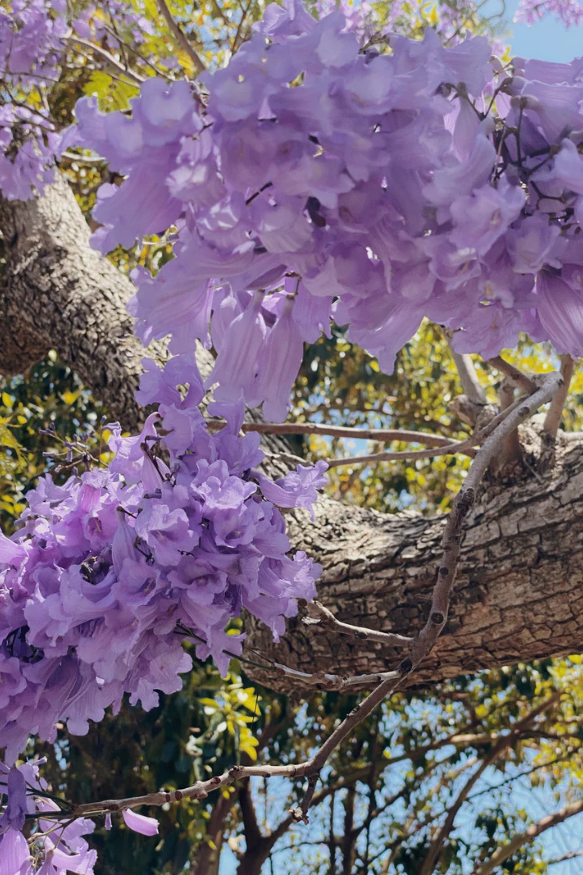 Lilac Love Affair