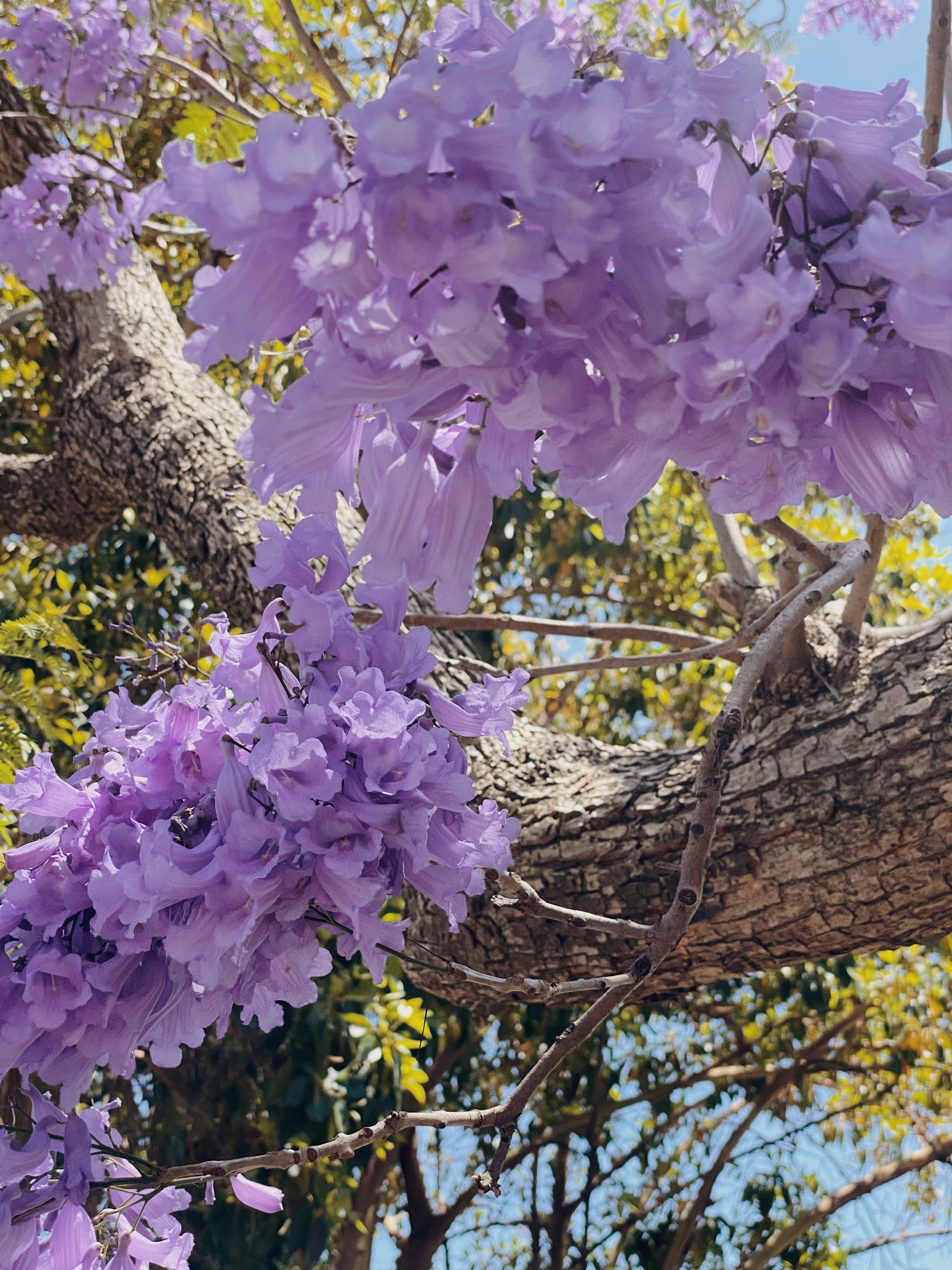 Lilac Love Affair